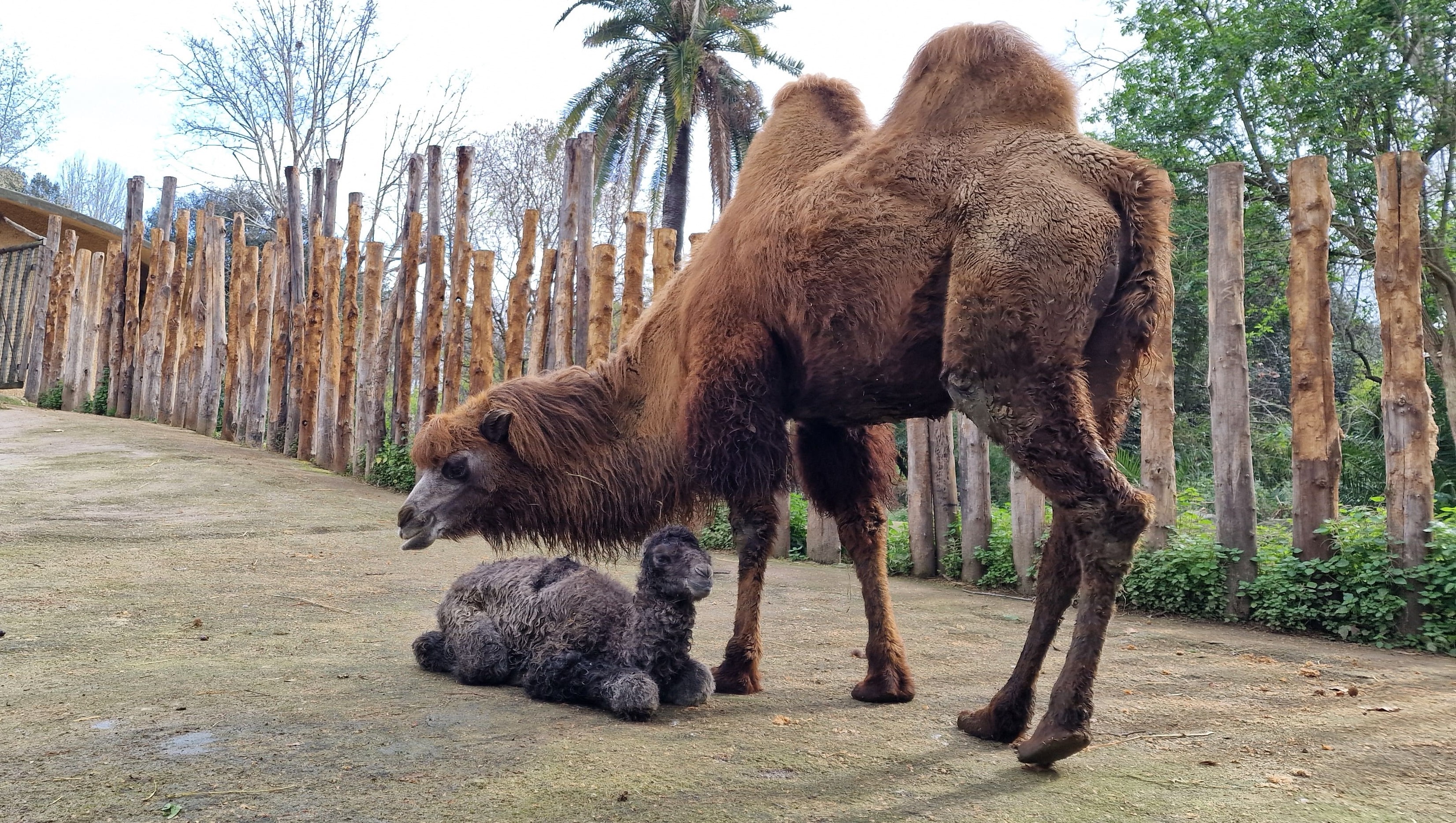 Bioparco di Roma: nato il cammello Frosy